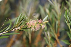 Melaleuca paludicola
