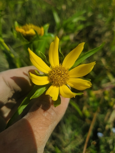 Bidens cernua iNat (1)