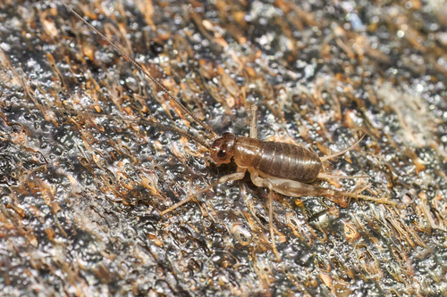 Caconemobius fori, 2023-07-23