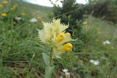 Rhinanthus pumilus