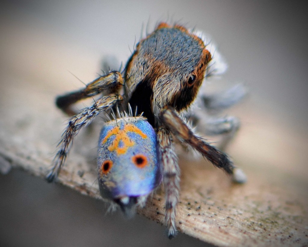 Funny-face Peacock Spider