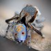 Funny-face Peacock Spider - Photo (c) Cheryl Macaulay, some rights reserved (CC BY-NC), uploaded by Cheryl Macaulay