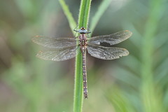 Spinaeschna tripunctata