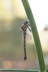 Spinaeschna tripunctata