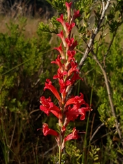 Tritoniopsis antholyza