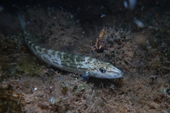 Sillaginodes punctatus