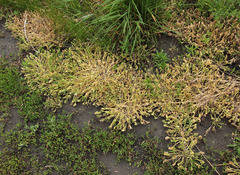 Sclerochloa dura