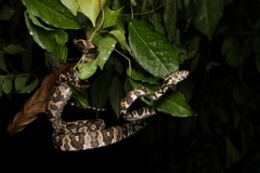 Cook's Tree Boa photo 2