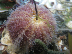 Amblypneustes elevatus