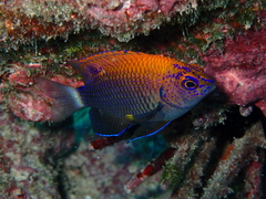 Galapagos Ringtail Damselfish photo 5