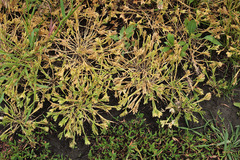 Sclerochloa dura