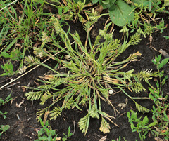 Sclerochloa dura