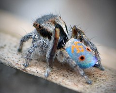 Maratus vultus