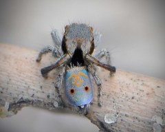 Maratus vultus