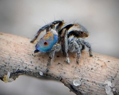 Maratus vultus