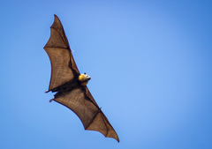 Pteropus poliocephalus