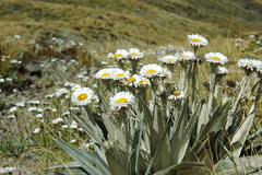 Celmisia semicordata stricta