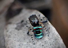 Maratus karrie