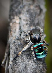 Maratus karrie