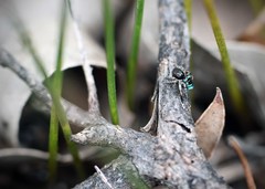 Maratus karrie