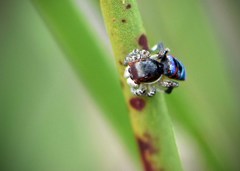Maratus karrie