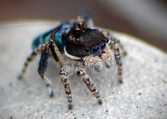 Maratus karrie