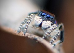 Maratus karrie