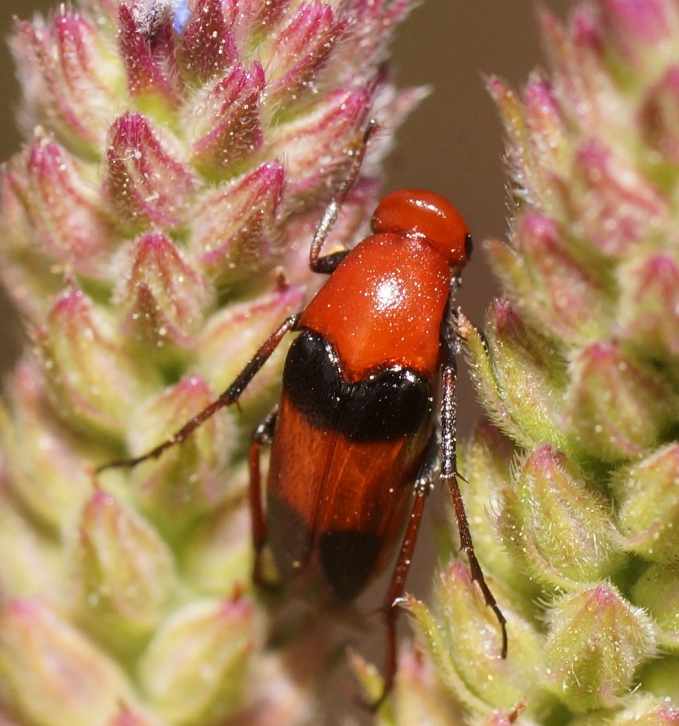 Macrosiagon rufofasciata