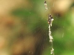 Cyclosa confusa