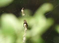 Cyclosa confusa