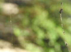 Cyclosa confusa