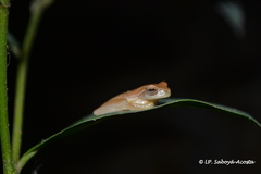 Dendropsophus microcephalus