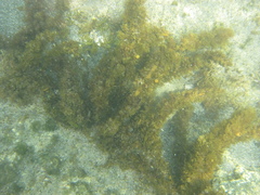 Carpophyllum plumosum