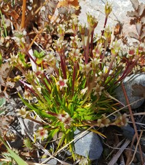Colobanthus strictus