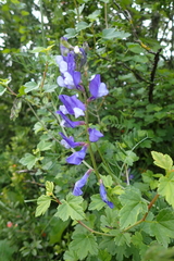 Vicia onobrychioides