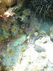 Notoclinops segmentatus