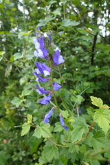 Vicia onobrychioides