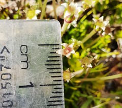 Colobanthus strictus