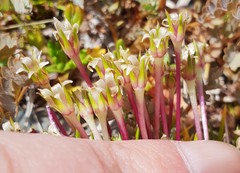 Colobanthus strictus