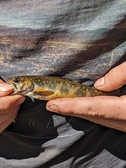 Salvelinus fontinalis image