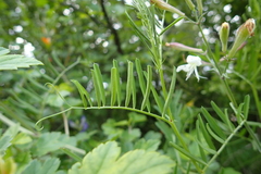 Vicia onobrychioides