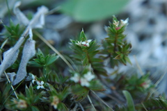 Pimelea oreophila lepta