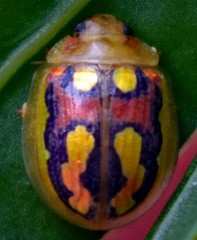 Paropsisterna debilis