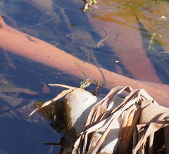 Spinaeschna tripunctata