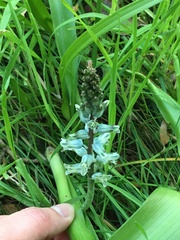 Lachenalia mediana