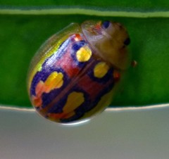 Paropsisterna debilis