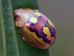 Paropsisterna debilis