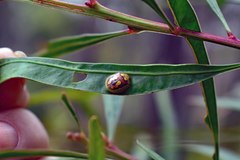 Paropsisterna debilis