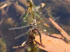 Spinaeschna tripunctata