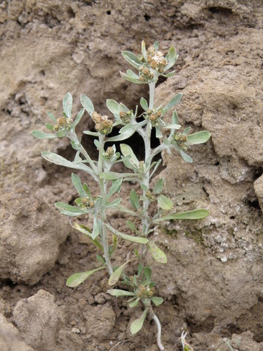 Cudweeds Genus Gnaphalium Inaturalist Canada